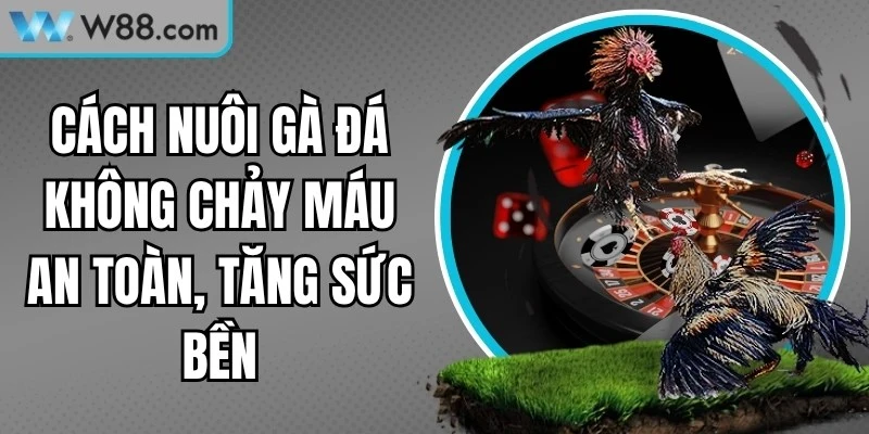 Cách Nuôi Gà Đá Không Chảy Máu